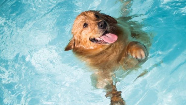 What to Expect When Building a Pool east rand